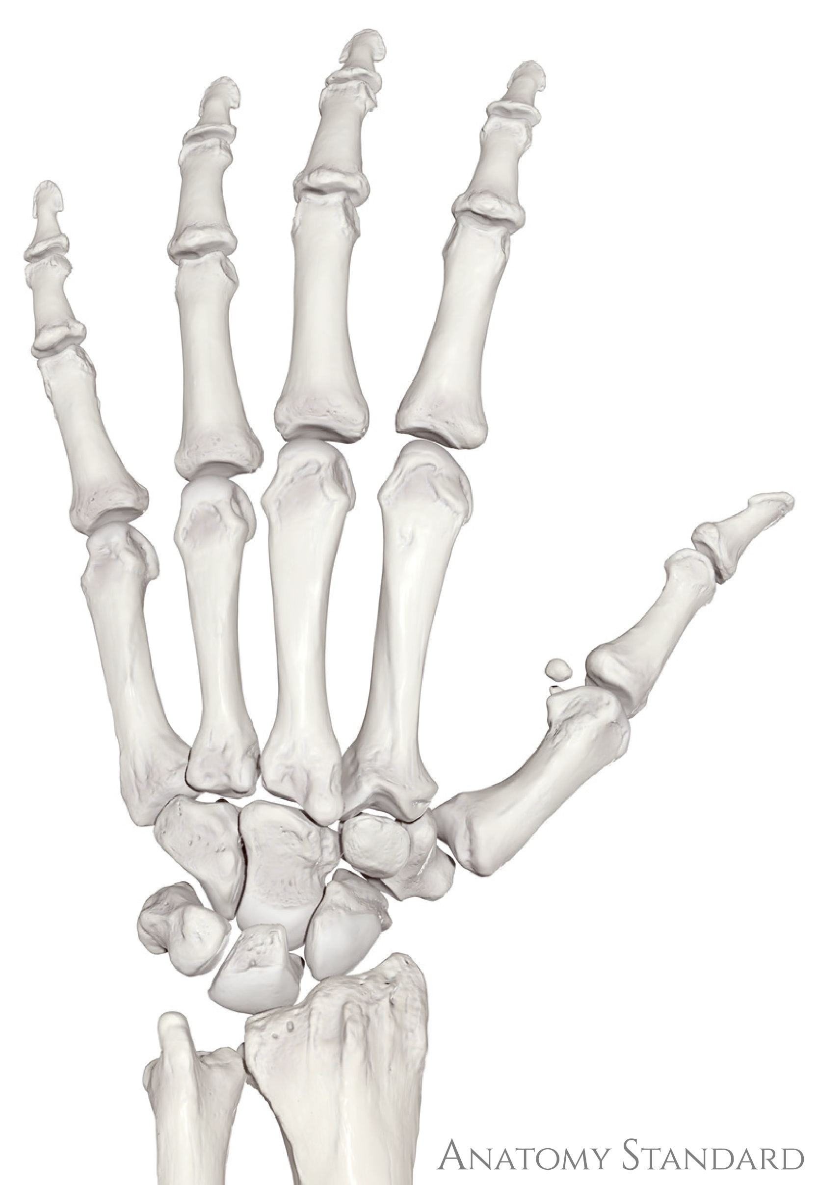 Linke Hand, Ansicht von dorsal