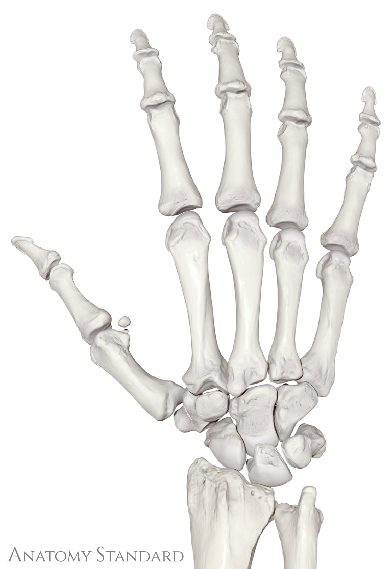 Rechte Hand, Ansicht von dorsal